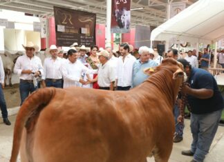 EJECUTIVO TABASCO / Cuarta Edición de la Muestra Mexicana de Cebú impulsa la actividad agropecuaria de Tabasco