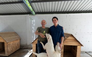 MÉRIDA ,YUCATÁN / UMABA trabaja en una ruta para que perros de la Bojórquez puedan regresar con su propietario