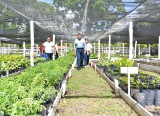 EJECUTIVO TABASCO / Sembrando Vida consolida arraigo, producción y economía comunitaria en Tabasco: Javier May