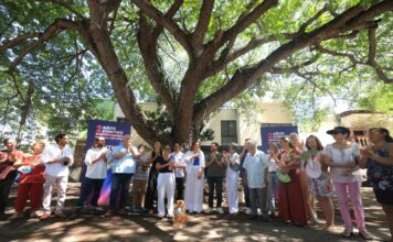 MÉRIDA, YUCATÁN / Cecilia Patrón declara al árbol número 200 como Patrimonio Verde de Mérida