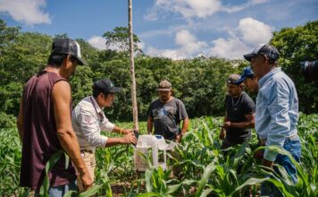 YUCATÁN / Ciencia y saber comunitario se unen para mejorar la producción de maíz nativo en Peto