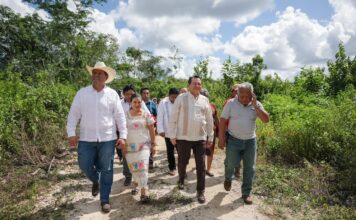 EJECUTIVO YUCATÁN / Don Miguel Ángel saca su cosecha en bicicleta por una brecha de 4 kilómetros; con Caminos Renacimiento llegará un vehículo a su parcela: 763 kilómetros rehabilitados en 2025 y 500 más en 2026